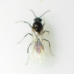 Dolichoderinae