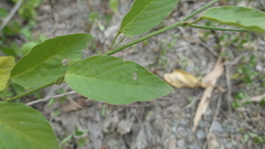 Pleurolobus gangeticus