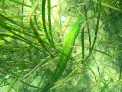 Heterostichus rostratus