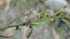 Pleurolobus gangeticus