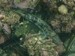 Paralabrax nebulifer