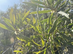 Acacia oswaldii