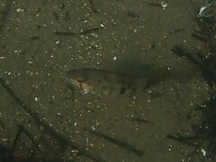 Paralabrax nebulifer