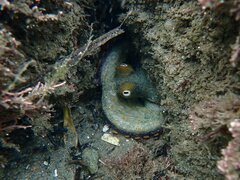 Octopus bimaculoides