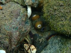 Octopus bimaculoides