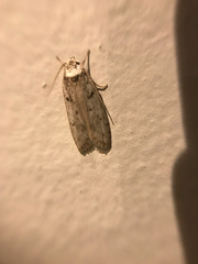 Endrosis sarcitrella