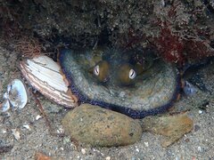 Octopus bimaculoides