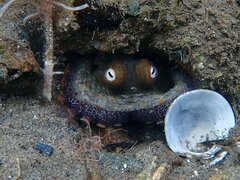 Octopus bimaculoides