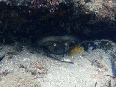 Octopus bimaculoides