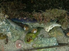 Octopus bimaculoides