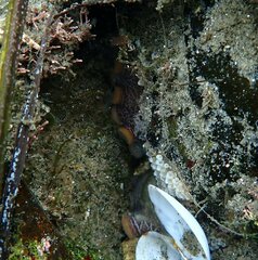 Octopus bimaculoides