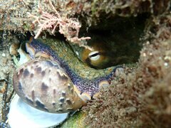 Octopus bimaculoides