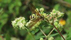 Poecilopompilus mixtus