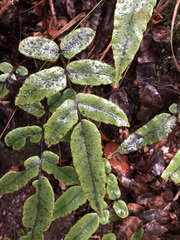 Blechnum procerum