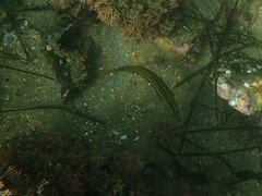 Halichoeres semicinctus