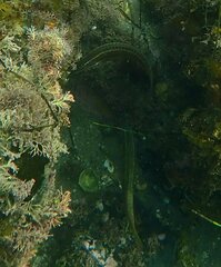 Halichoeres semicinctus