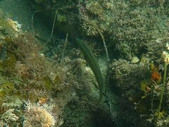 Halichoeres semicinctus