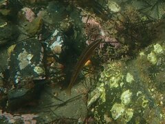 Halichoeres semicinctus