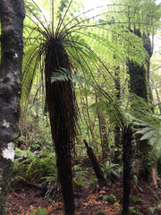 Cyathea smithii