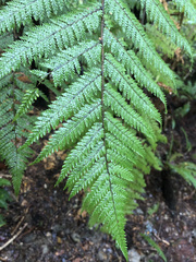 Cyathea smithii