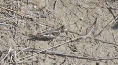 Trachyrhachys aspera