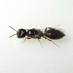 Spilomena