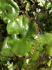 Hymenophyllum nephrophyllum