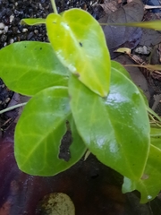 Vincetoxicum hirsutum