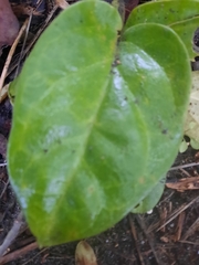 Vincetoxicum hirsutum