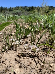 Allium brandegeei