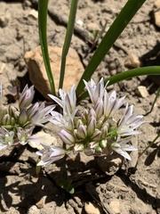 Allium brandegeei