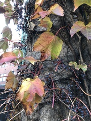 Parthenocissus tricuspidata
