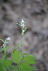 Pseudognaphalium macounii