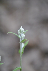 Pseudognaphalium macounii