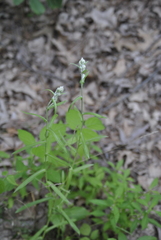 Pseudognaphalium macounii