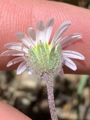 Erigeron eatonii