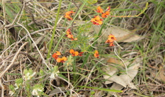 Dillwynia hispida