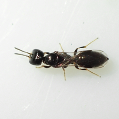Spilomena