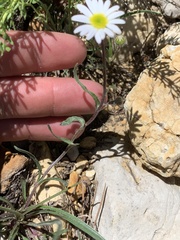 Erigeron eatonii