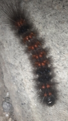 Hypercompe scribonia