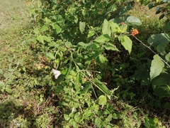 Lantana horrida