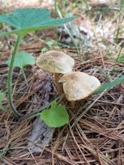 Gymnopus earleae