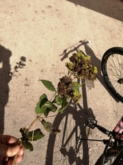 Moniliophthora perniciosa