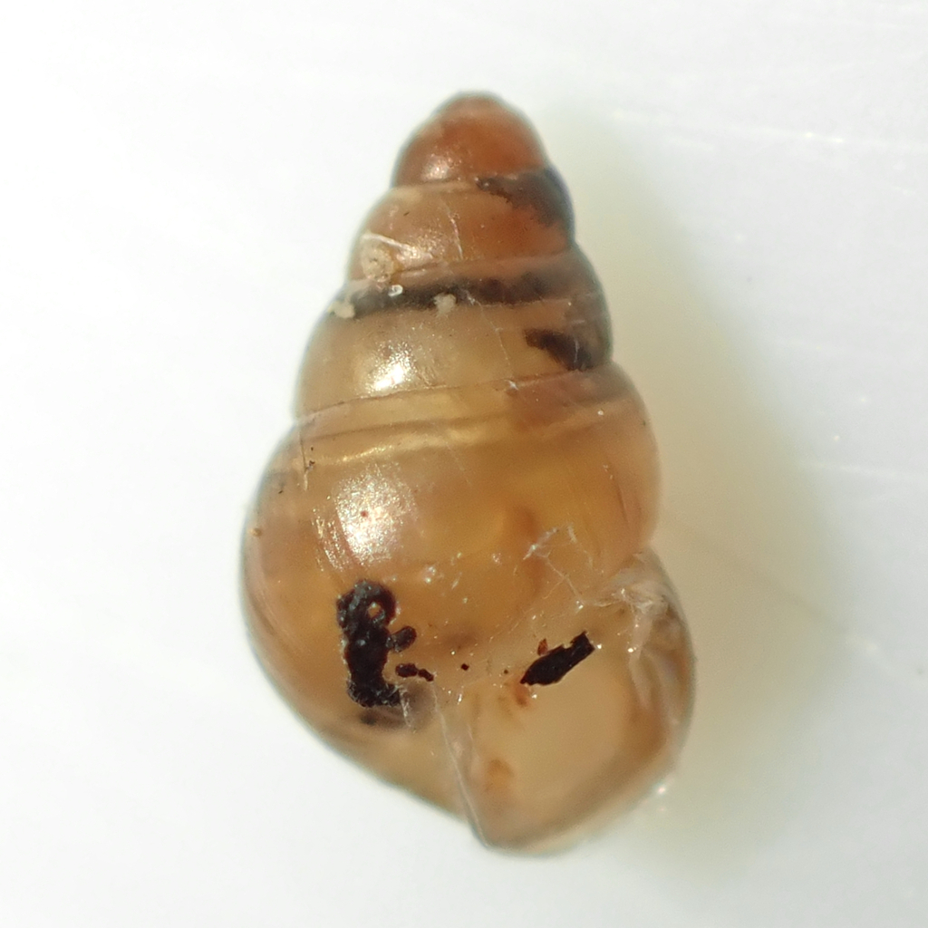 Tornatellidinae