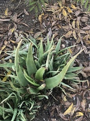 Aloe vera