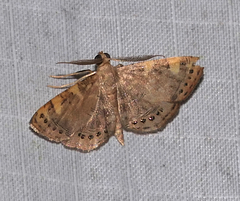 Aplogompha polymygmata