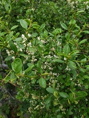 Discaria chacaye