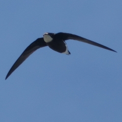 Hirundapus caudacutus