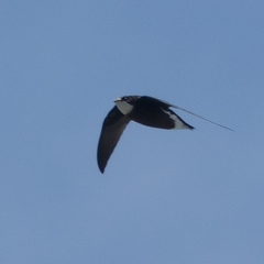 Hirundapus caudacutus