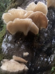 Scytinotus longinquus